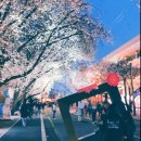 5일시장펌프장 | 안동축제 2026 안동 벚꽃축제 야경 포토존 도민체육대회 콘서트 가수