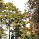 하늘타리 이미지