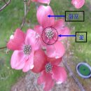 미국산딸나무 루브라 품종 (유망수종) 이미지