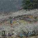 양산 원동매화축제 3월 19일 개막 이미지