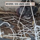 비둘기세탁소 이미지
