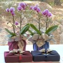 꽃담은 | 대구꽃집 상견례선물 너를담은꽃 상견례꽃 호접란 꽃다발 선물 보자기포장 후기