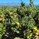 한라산농장 이미지