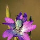 마쏘라까망베르 이미지