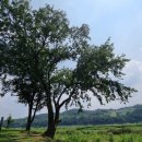 연천삼곶리돌무지무덤 이미지