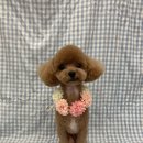 팡앤뭉치 이미지