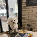 롯데애견 | 동부산 롯데프리미엄아울렛 기장 애견동반 식당 | 테이스티그라운드 펫그라운드 내돈내산 후기