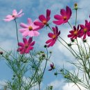 산들바람 이미지