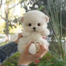 담양사랑병원 | 담양강아지무료분양 처음이라면 확인해봐요