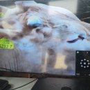 한국한우 이미지