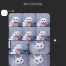 멍냥펫살롱 이미지