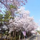 동백초교 이미지