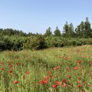 항몽유적지 이미지