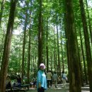 메타세콰이아 숲이 일품인 장태산자연휴양림 이미지