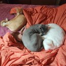 진이동물약국 | 언젠가는 마주해야할 반려동물과의 이별의 순간, 고양이 신부전 투병기와 장례업체 후기