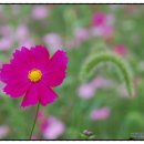 코스모스길 이미지