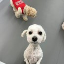 메리몽드 펫살롱 이미지