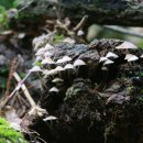 패밀리야영장 이미지