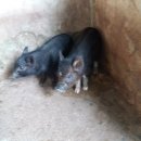 정태농장 이미지