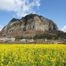 산방산의봄 이미지