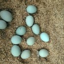 청란 청계란 청계알 매일 아침 삶은달걀 루틴 이미지