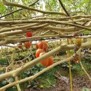 승리농장 이미지