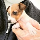 하운드광주하남 이미지