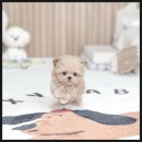 펫1번가미용 | 안양푸들분양 │ 사랑스러움 그 자체, 우리 가족의 행복한 시작