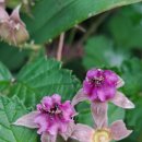 하모리-12 이미지