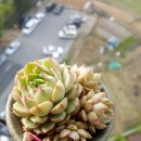 바디스 짐 이미지