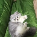 똥꼬냥