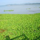 금강반점 이미지