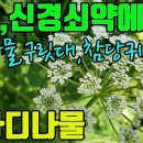 섬바디나물(일전호)-항암과각종염증,신경쇠약에 효능있는 산나물 조회수 1.6천회 3년 전 이미지