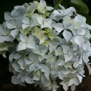 등나무집 이미지