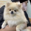 똑똑독 펫살롱 이미지