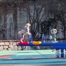 시소 펫 이미지