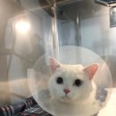 더에스동물병원 이미지