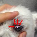 마마동물병원 이미지