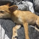 언양동물병원 이미지