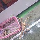궁평씨푸드 | [화성 소식] 궁평항 씨푸드 먹방 여행 후기