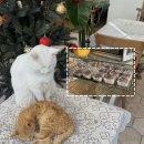 성정농장 | 카페드블랑 | 광명 두쫀쿠 맛집 근데 귀여운 고양이들이 있는