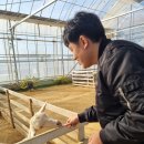 늘푸름농장 Daum카페
