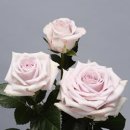 강국농장 이미지