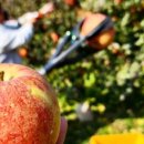 김삿갓사과농원 이미지