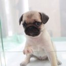 유로애견샵 이미지