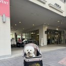 이천스포츠 | 🐶 주말 애견동반 쇼핑 성지! 이천 프리미엄 아울렛 솔직후기 (행사 꿀정보 총정리)