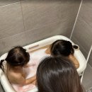 냄새차단아이트랩 | 욕실 하수구 냄새 차단 트랩 살림언니 실사용 후기