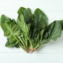 시금치 이미지