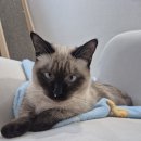 펫블리강아지&미라클고양이 | 강아지·고양이 영양제 추천｜반려동물 철분제로 컨디션 관리한 후기