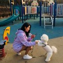 쿨한강아지